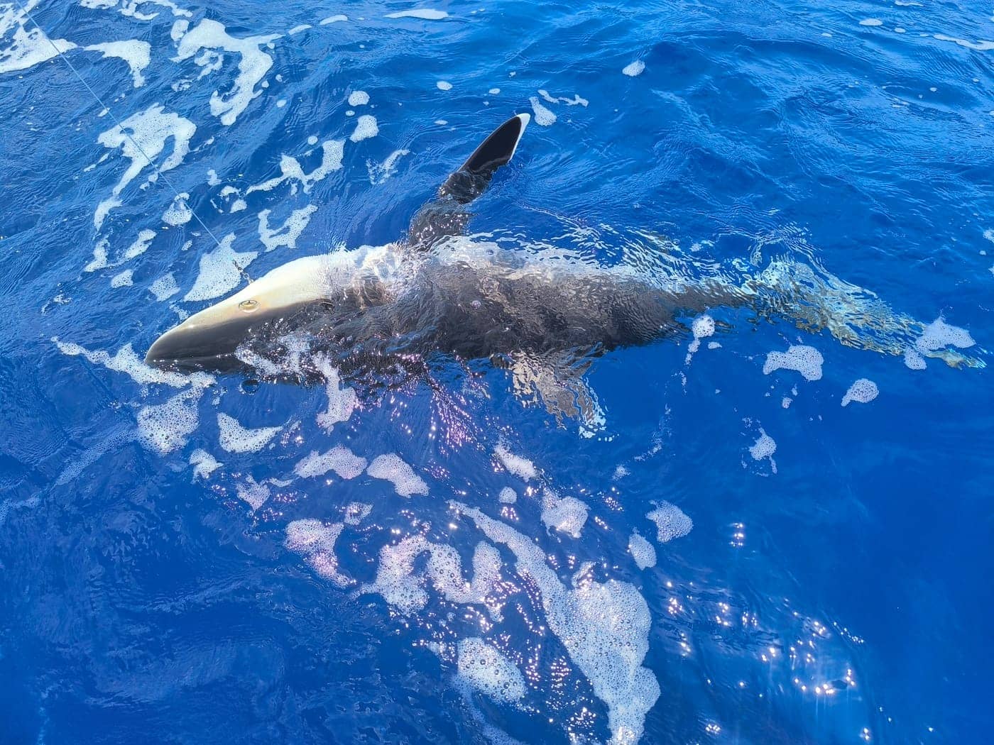 Dorade coryphène en pleine mer
