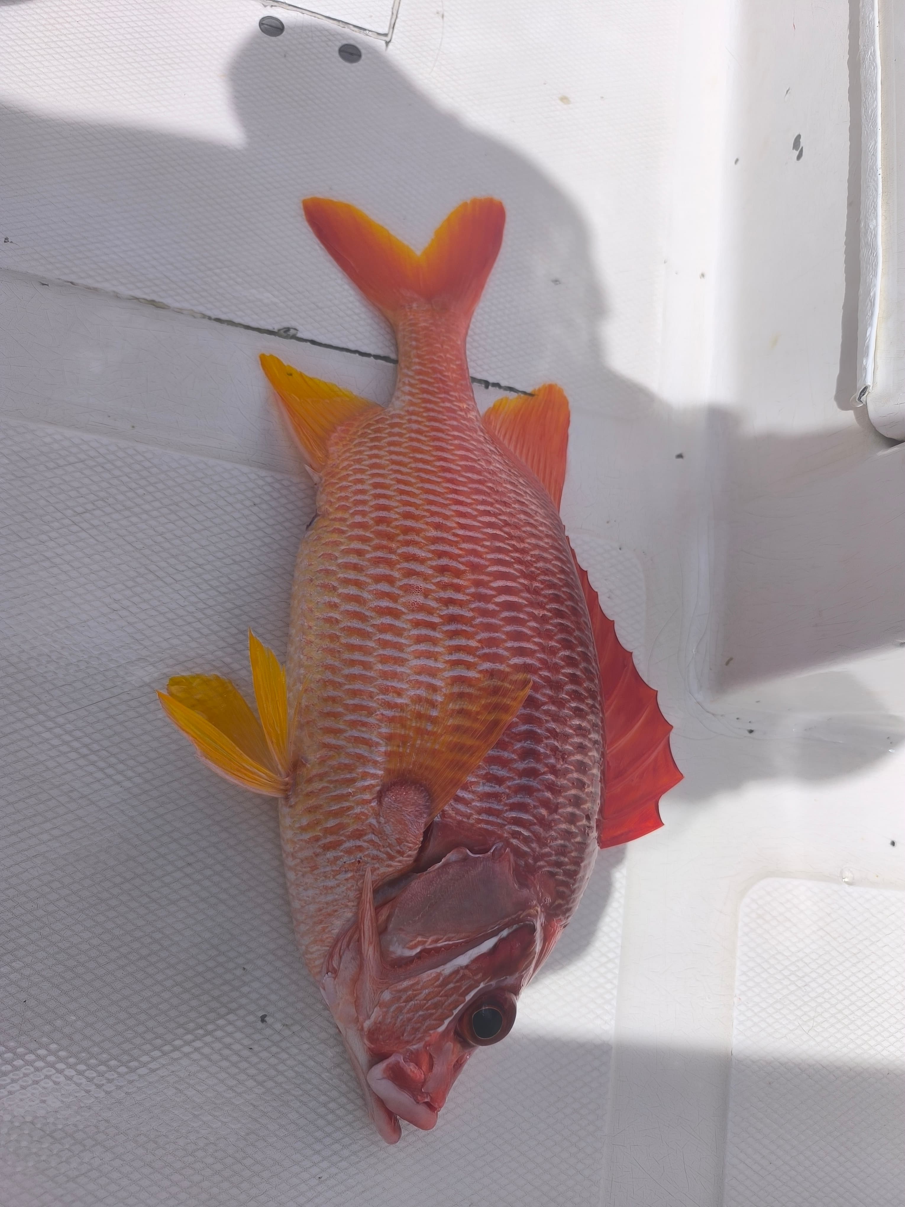 Session de pêche sportive à Maurice - Tempo Fishing Club 25